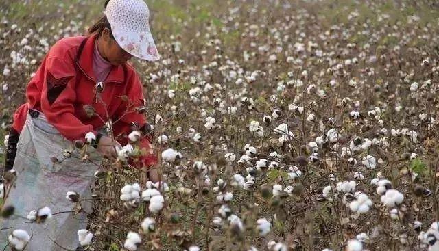 今日棉籽价格行情,🌱今日棉籽价格行情,你了解多少?🌱