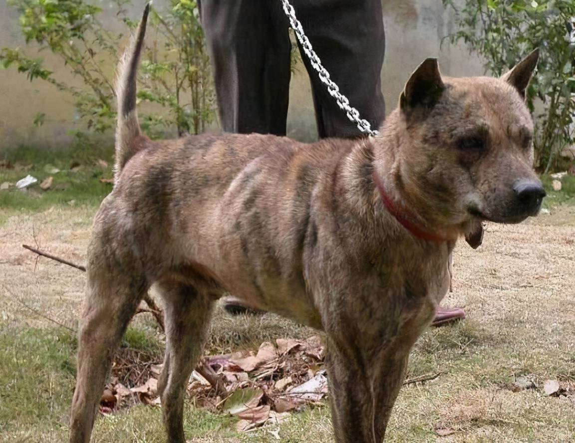 潮汕土狗斗狗新纪元,科技引领斗狗变革的最新视频