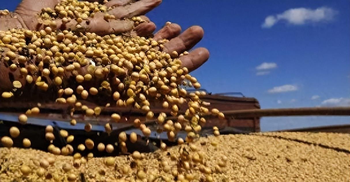 豆类进口价格行情,豆类进口价格行情,变化中的学习,成就你的自信与力量