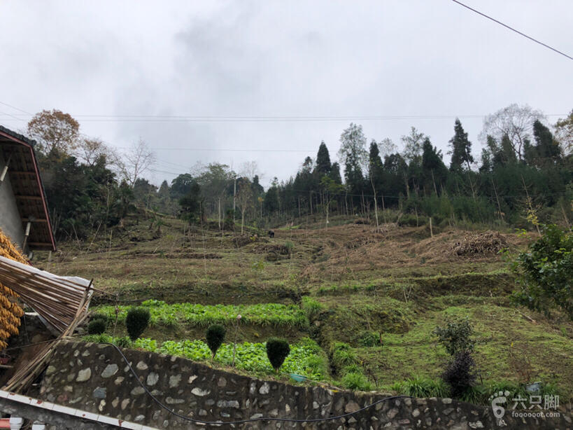 大川镇，活力四溢的边疆明珠，最新发展概览