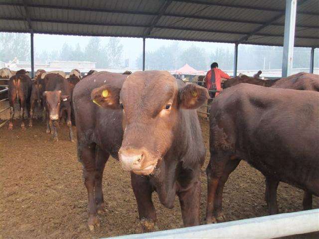 肉牛犊行情深度解析,巷弄中的肉质奥秘