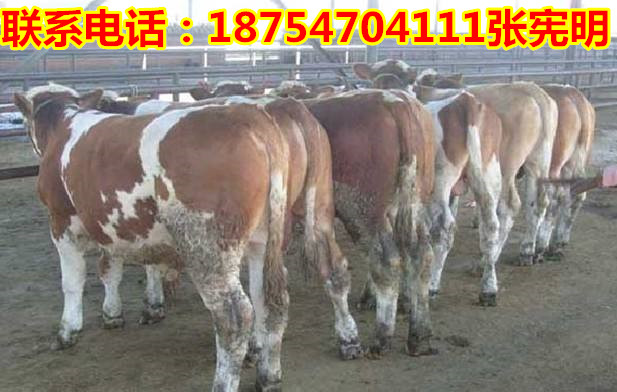 肉牛犊行情深度解析,巷弄中的肉质奥秘