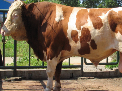 肉牛犊行情深度解析,巷弄中的肉质奥秘