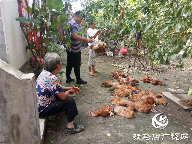 夏枯草的价格与友情故事,探寻背后的情感与价值