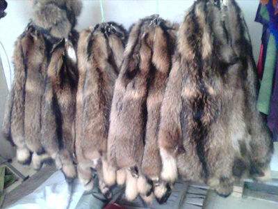 貉子皮最新价格2013,时尚界的焦点,你必须了解!