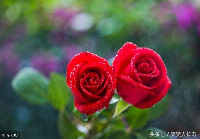 玫瑰花价格，科技浪漫融合，引领新时代风尚