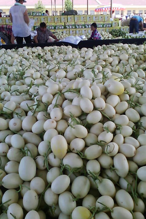 莱西甜瓜最新行情,价格走势背后的成功故事与自信甜蜜之旅