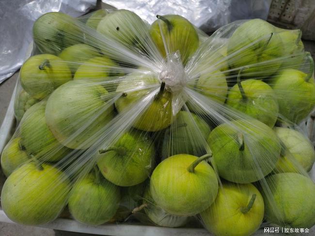 莱西甜瓜最新行情,价格走势背后的成功故事与自信甜蜜之旅