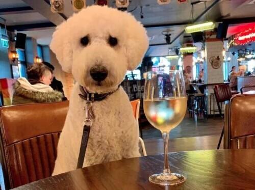 明星酒吧,明星酒吧,时代的璀璨星辰与夜色中的旋律