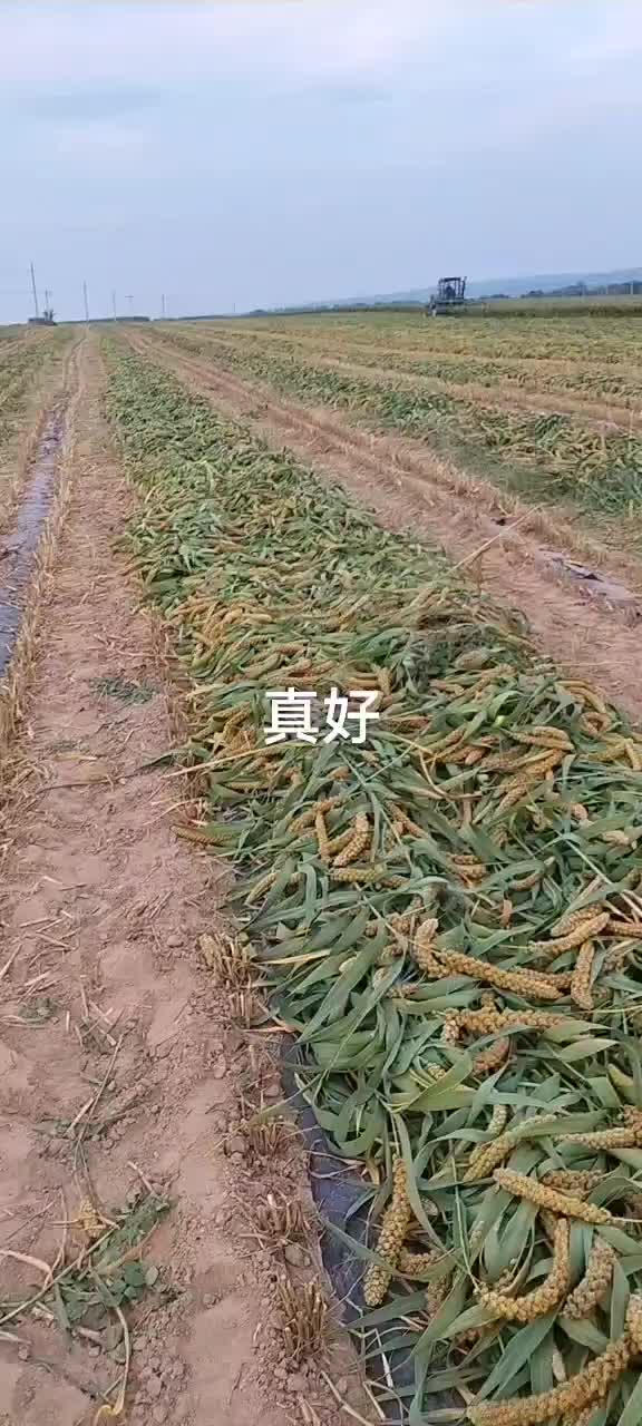 山西谷子最新价格行情,探寻自然美景,寻找内心平和与宁静的旅程