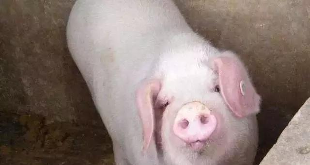 今日仔猪行情深度解析,最新动态一览无余