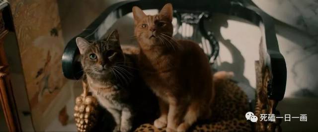 索多玛的猫电影,成长之路的启示与自信成就之旅