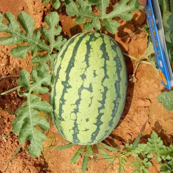 最新甜瓜优良品种，种植者的理想之选