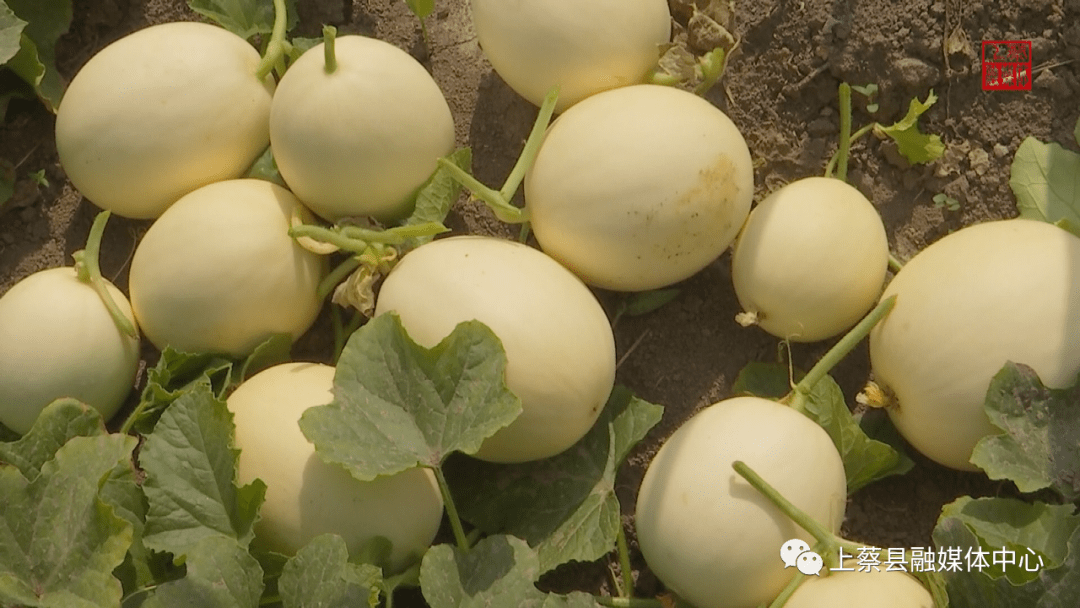 最新甜瓜优良品种,种植者的理想之选
