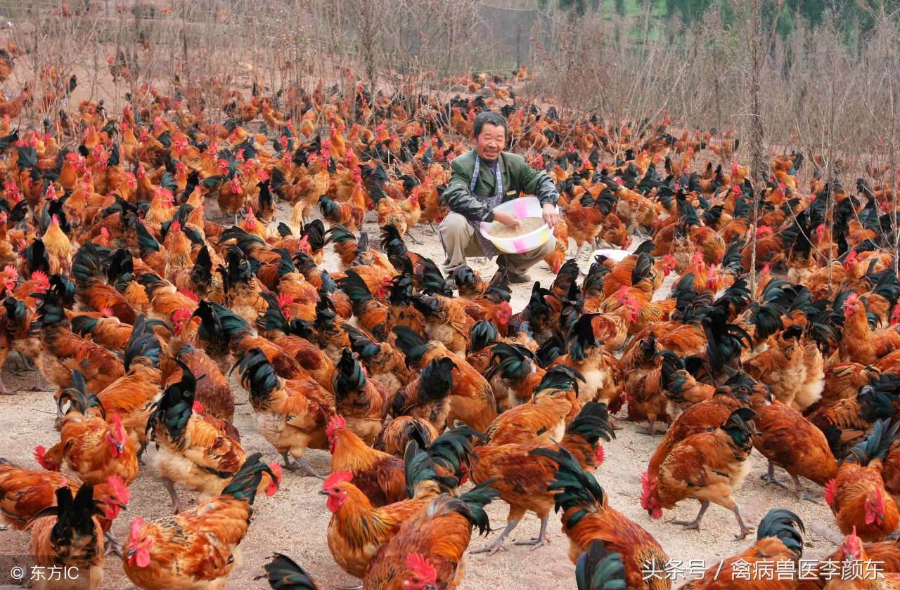 今日麻鸡行情深度解析，市场风云变幻的奥秘探讨！