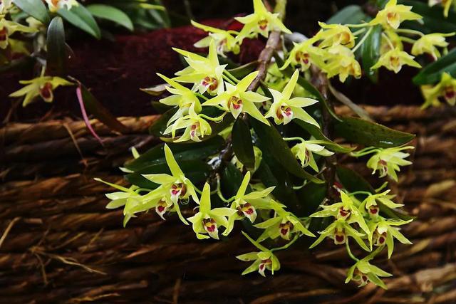 石斛最新行情概览与分析