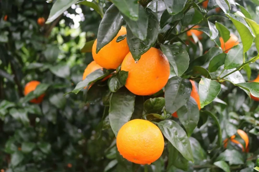 🔥 2025年沙糖桔行情展望,市场趋势大揭秘 🔥