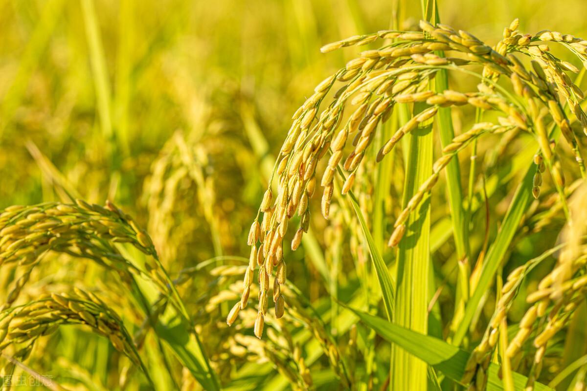 稻谷价格探索之旅，绿色之旅寻求内心平静