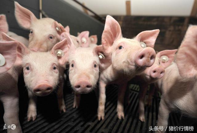 今日仔猪价格行情及深度分析