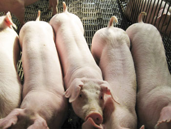 今日仔猪价格行情及深度分析