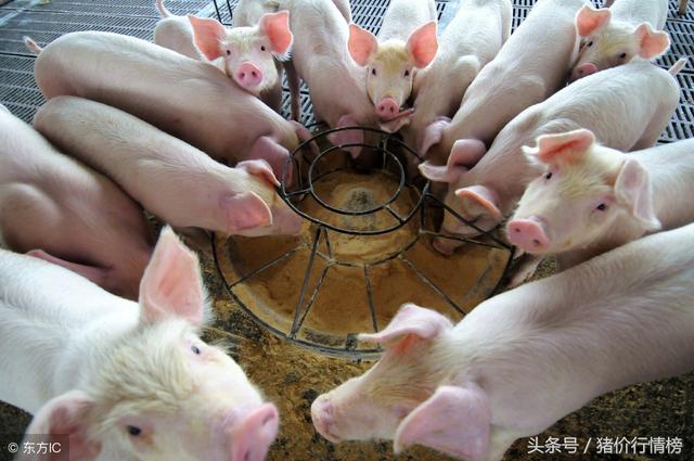 今日仔猪价格行情及深度分析