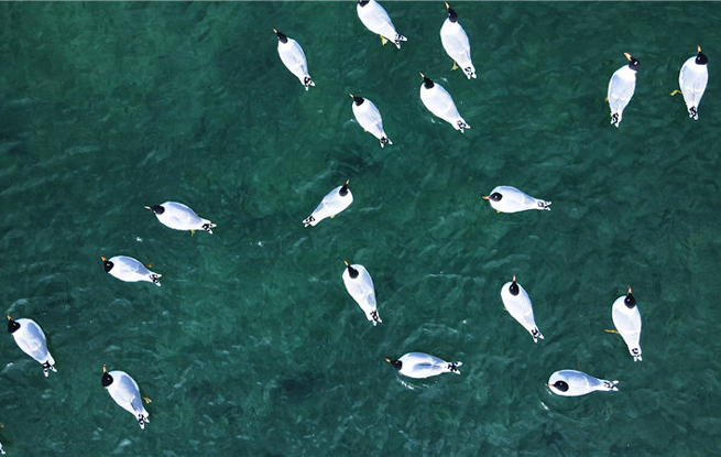 水禽日报最新动态,变化带来的自信与成就感,展翅高飞启航新征程!