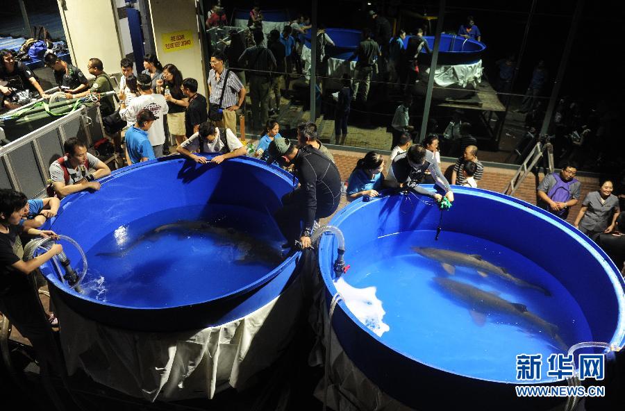 巷弄深处的神秘海洋乐园，鲨鱼馆最新资讯速递