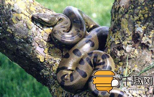 蛇宝宝最新动态与资讯速递