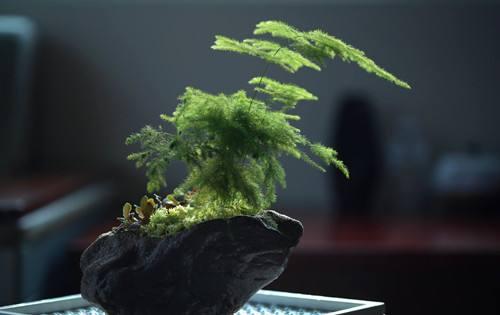 电视柜旁的植物摆放建议,适合摆放哪些植物?