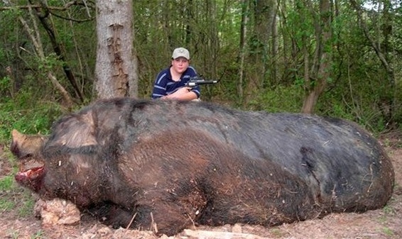 野猪资讯详解，获取途径与利用方法——全面步骤指南