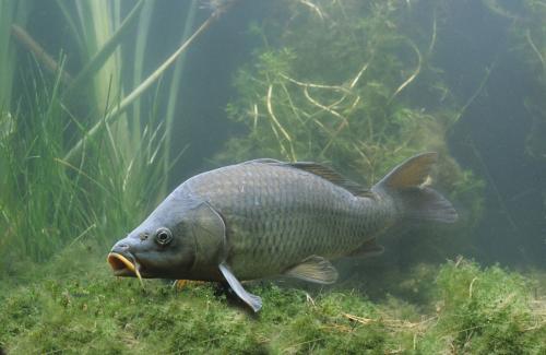 白沙洲淡水鱼最新市场价信息解析