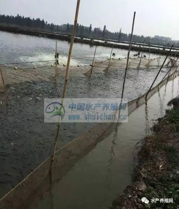 白沙洲淡水鱼最新市场价信息解析