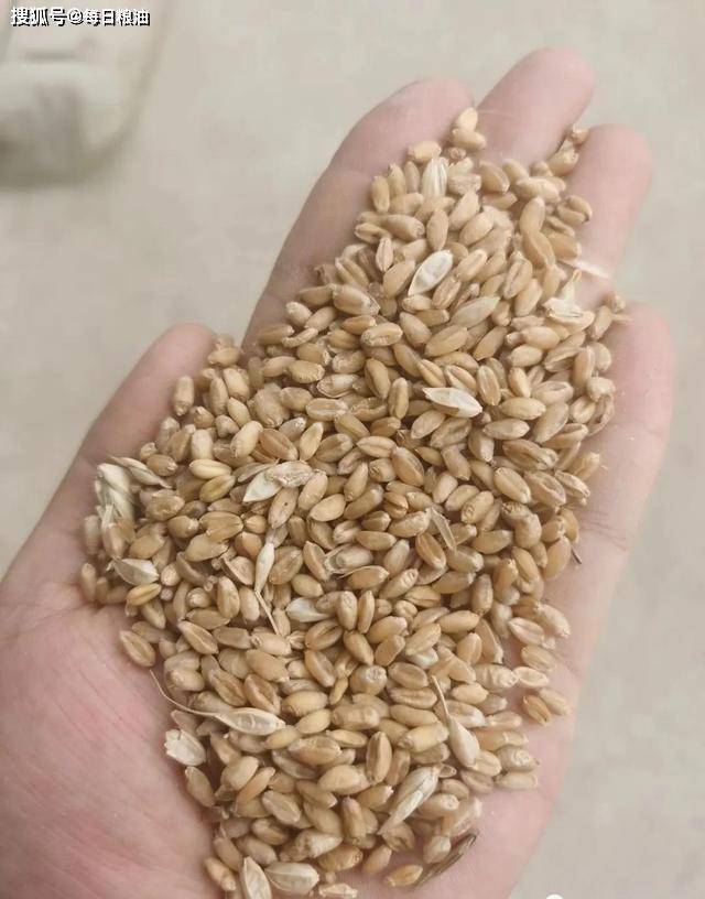 小麦小最新行情与探寻自然美景之旅的双重探索