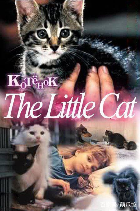 窥探猫科动物的魅力，银幕下的猫电影之旅