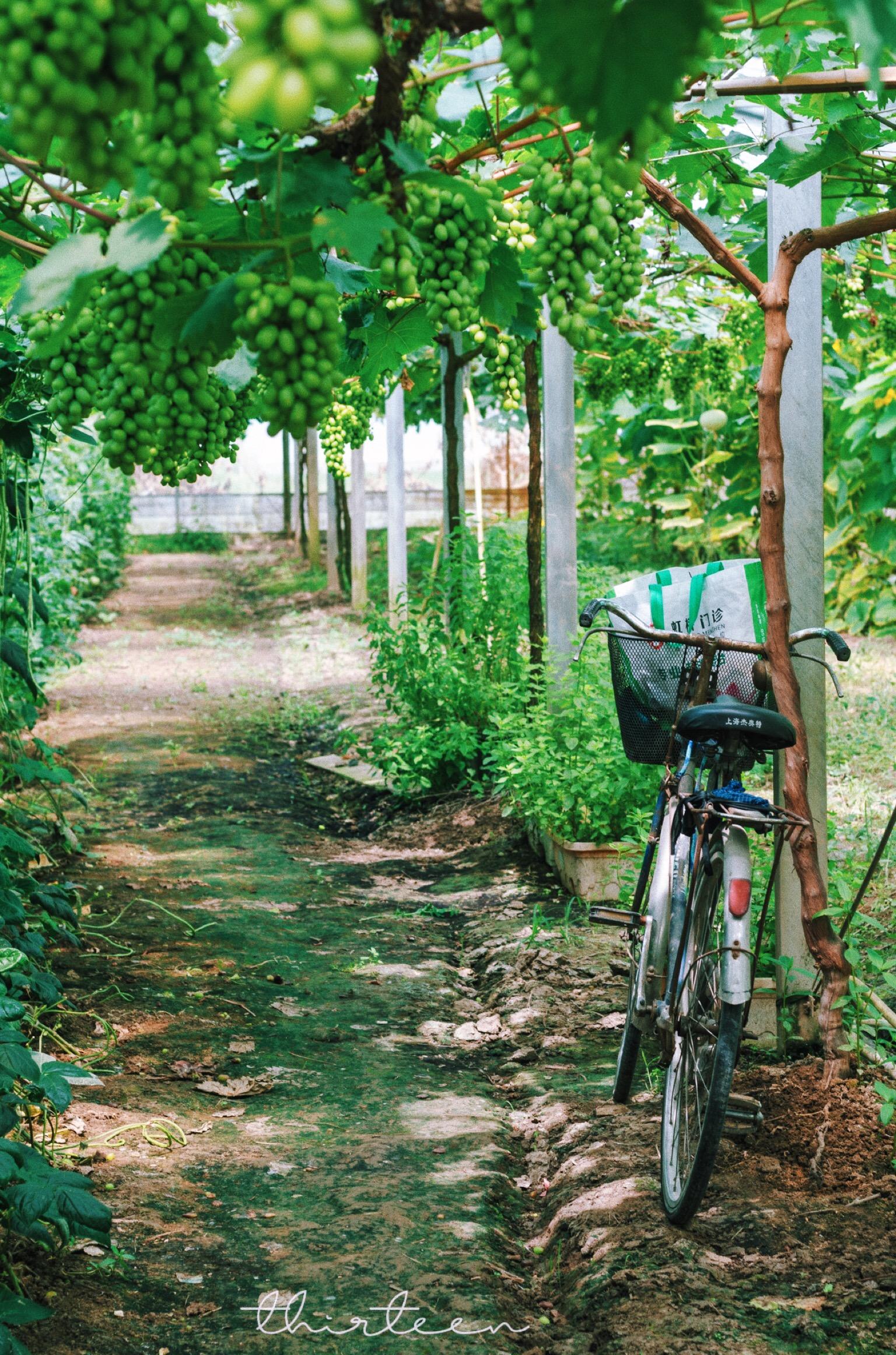 丰果游天下最新资讯速递