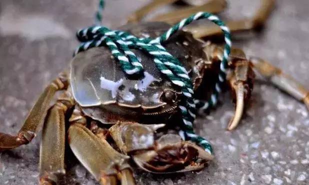 上海螃蟹最新行情探索,蟹香秘境现身于小巷之中