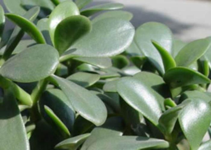 万年青行情与科技新品重塑生活体验