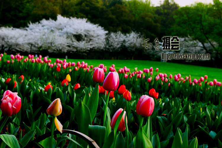 郁金香之恋最新章节,小巷中的隐秘乐园之恋