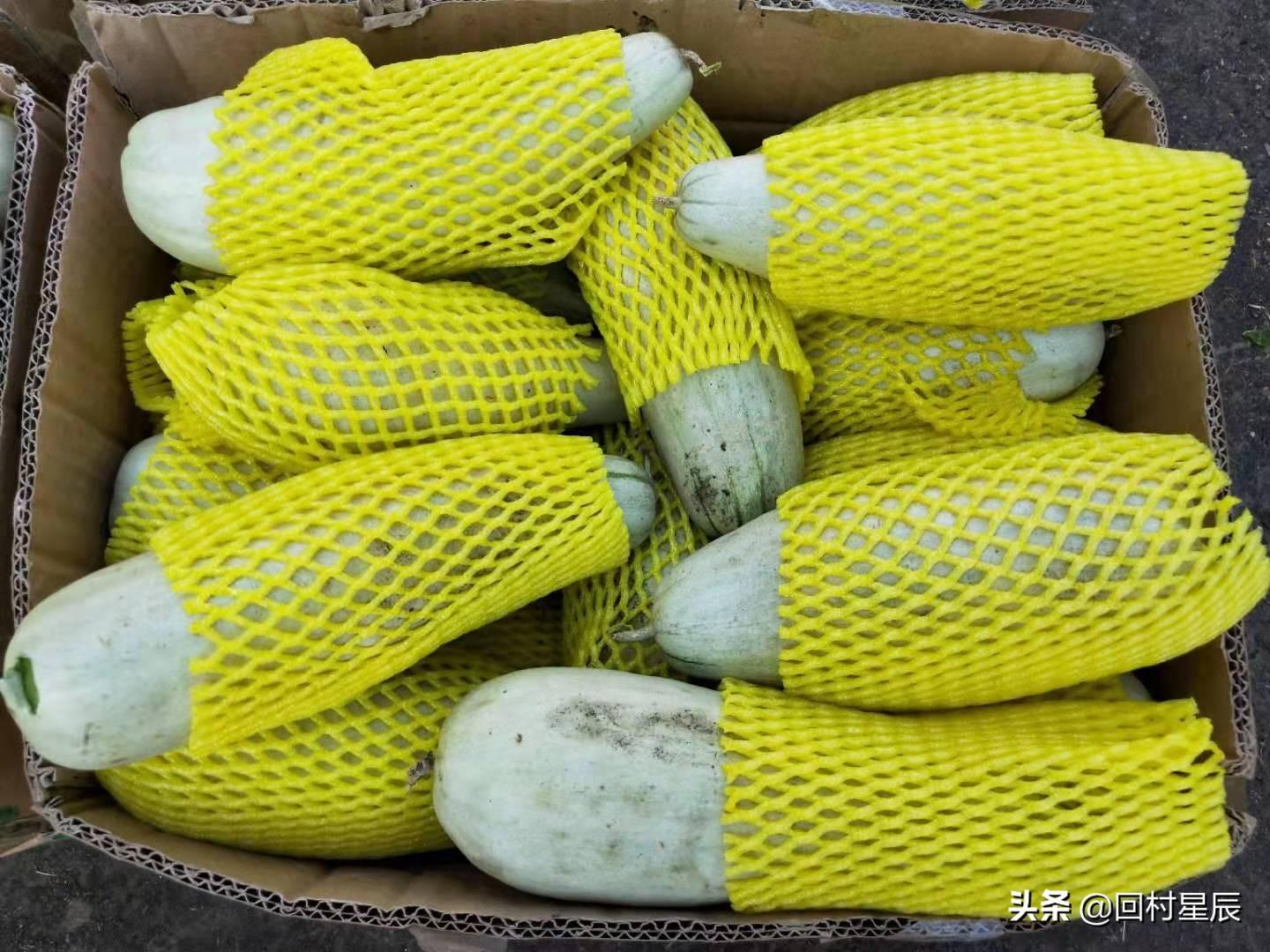 羊角蜜最新价格行情与甜瓜背后的励志故事