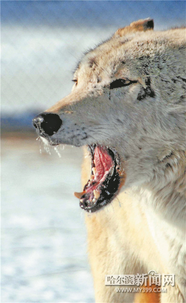 狼图腾演员表揭秘，小巷深处的特色小店探秘之旅