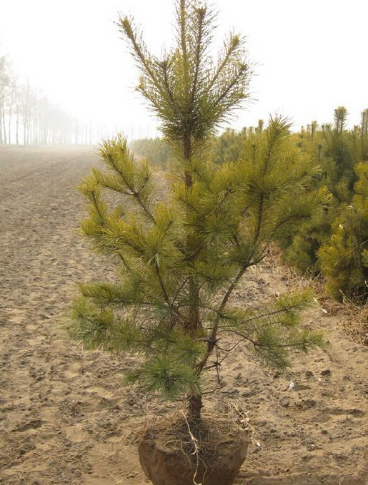 樟子松行情分析，市场走势与前景展望
