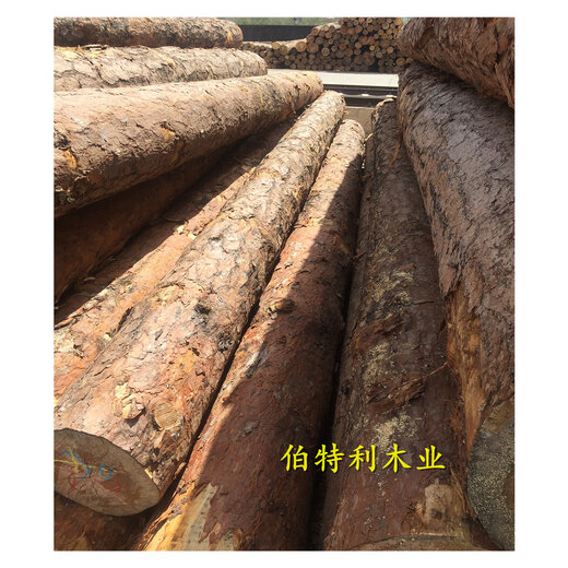 樟子松行情分析,市场走势与前景展望