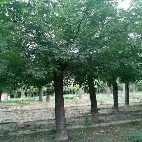 国槐价格表最新报价,一棵槐树的友情故事揭秘