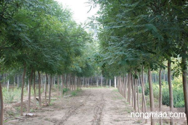 国槐价格表最新报价,一棵槐树的友情故事揭秘