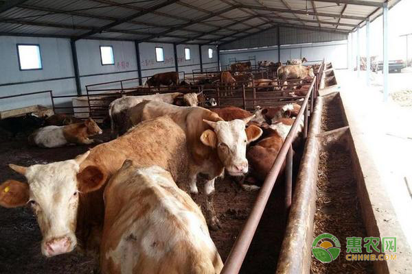 活牛市场走势分析,多元观点下的行情探讨