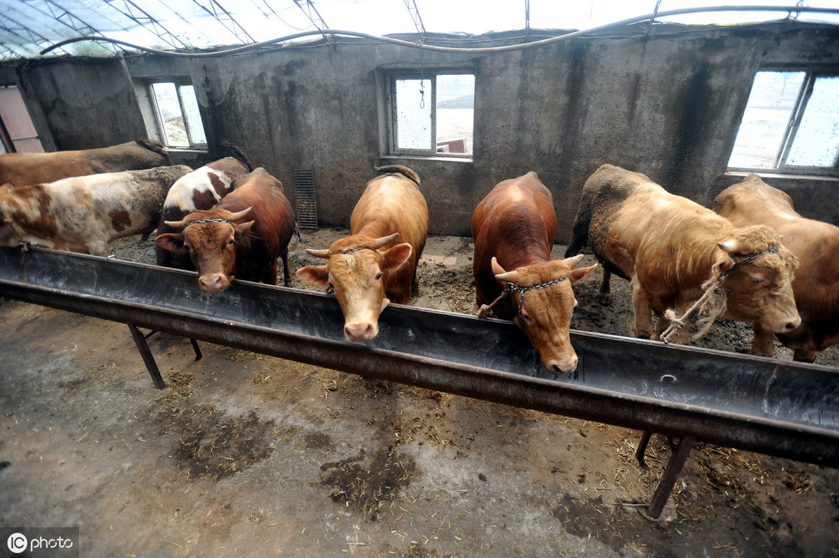 活牛市场走势分析,多元观点下的行情探讨