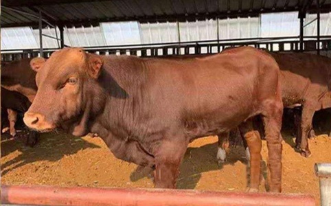 活牛市场走势分析,多元观点下的行情探讨