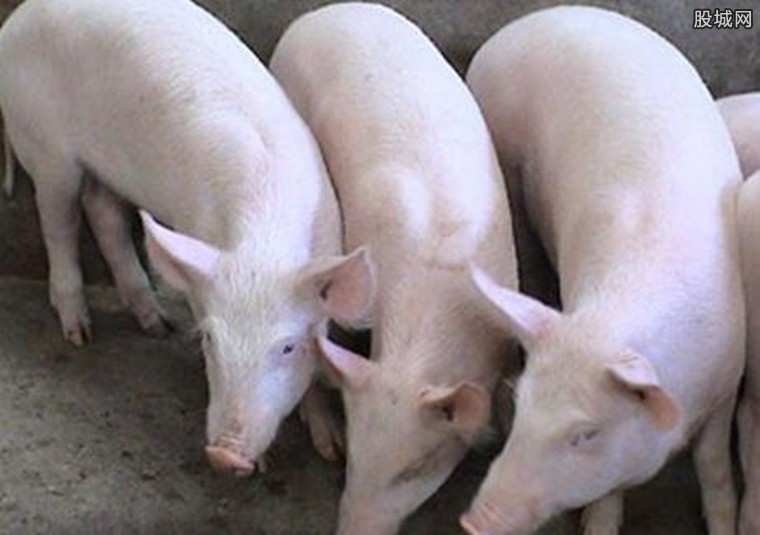 毛猪最新价格,背景、影响与特定时代地位分析