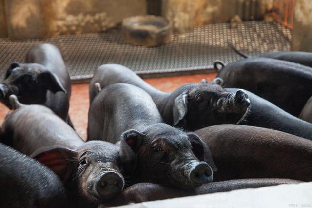 毛猪最新价格,背景、影响与特定时代地位分析