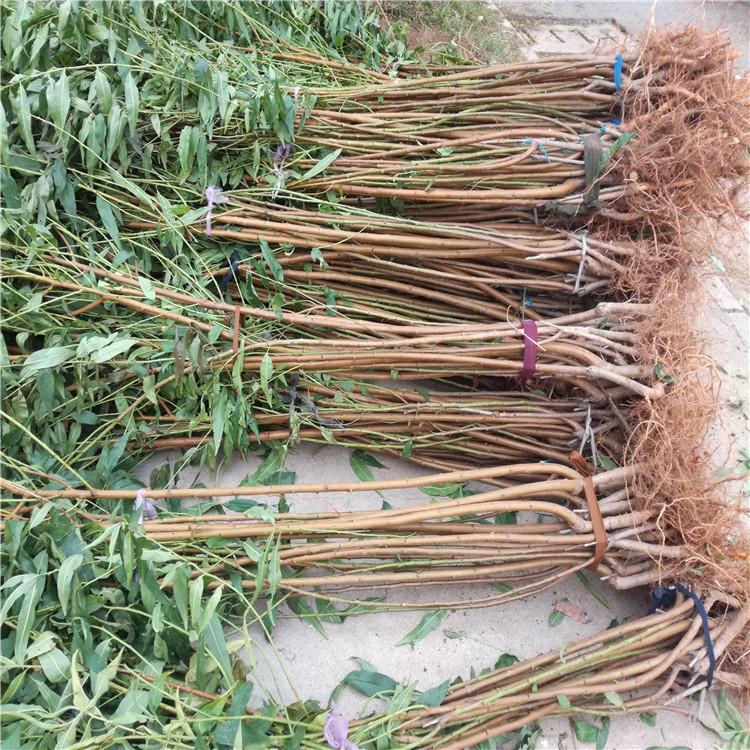 最新桃树苗种植与选择指南,专业观点解析